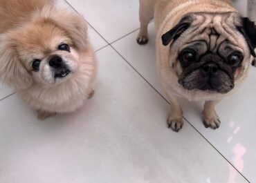 Guia Completo: O Que Levar na Mala do Seu Cachorro para o Hotel Pet